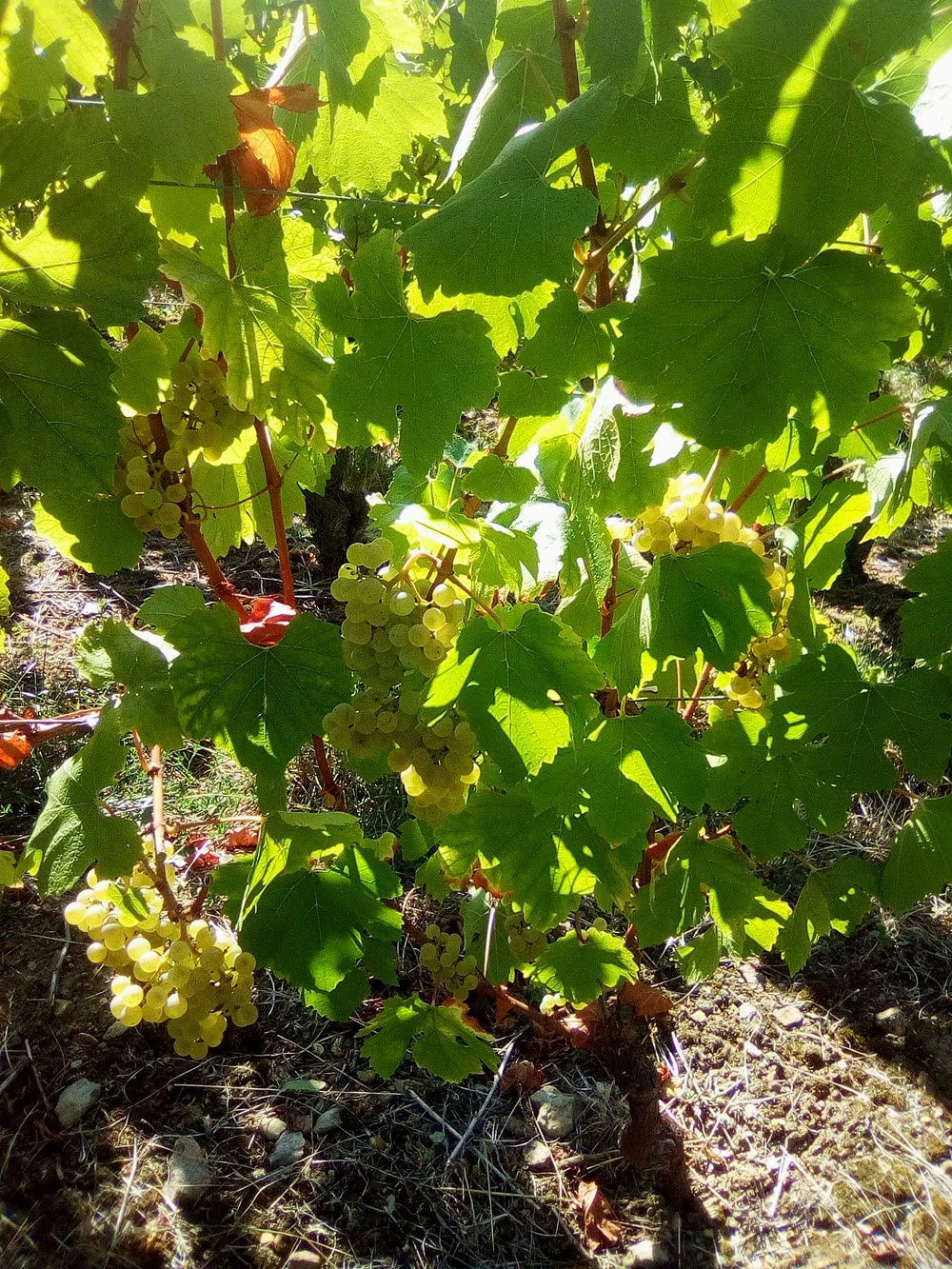 Grappes de chardonnay du domaine Martin-Giraud