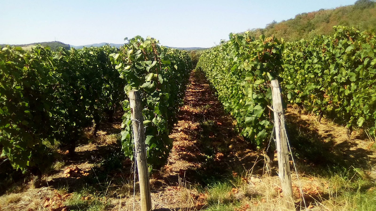 Le vignoble du domaine Martin-Giraud à Verzé