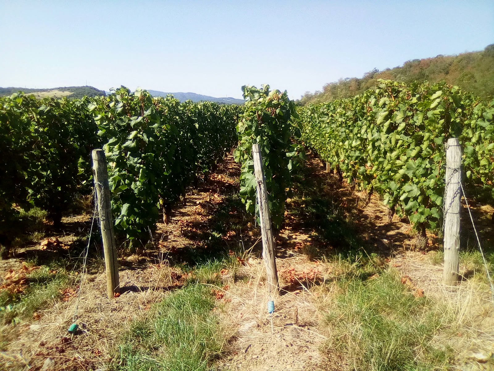Les rangs de vignes du domaine Martin-Giraud à Verzé