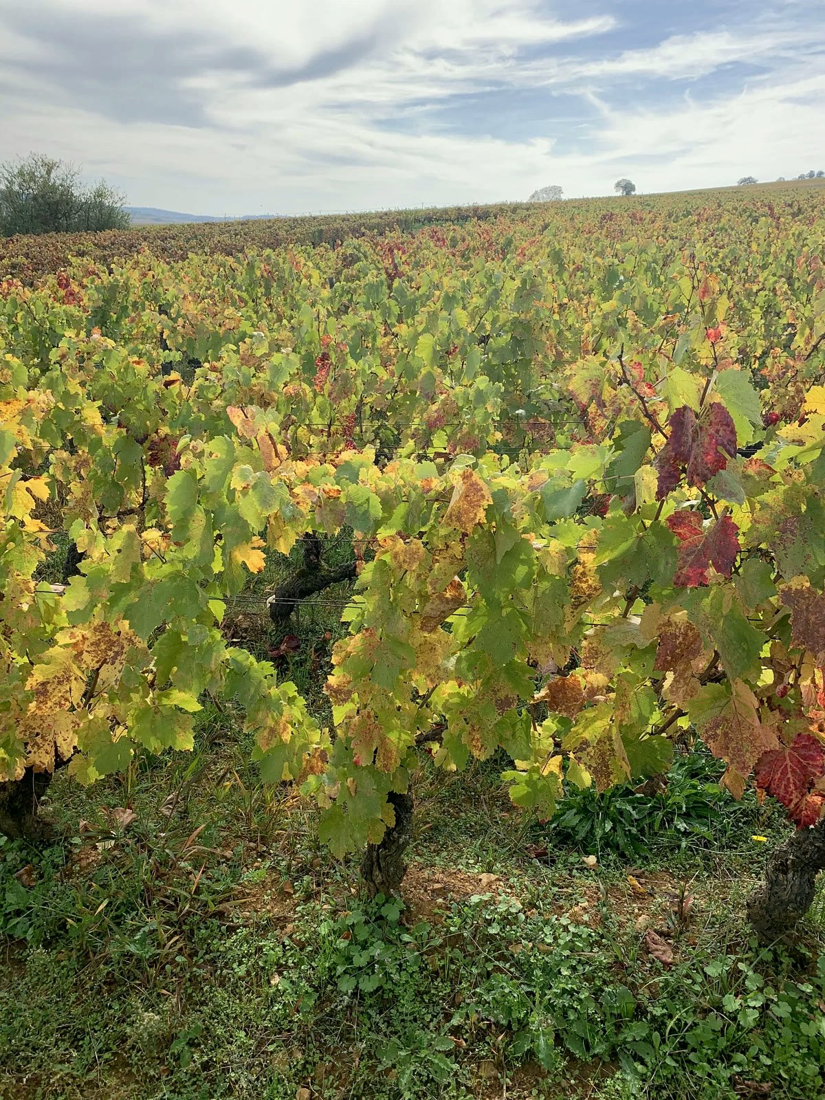 Les vignes du domaine Martin-Giraud à Verzé